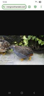 Chinese dwergkwartel man gratis, Mannelijk, Wildzangvogel