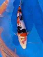 Japanse Koi, Dieren en Toebehoren, Karper of Koi