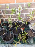 passieflora, Ophalen, Zomer, Vaste plant, Klimplanten