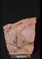 Fossiele Crinoïden - Op matrix - Ascocystites sp. - 11.521, Ophalen of Verzenden