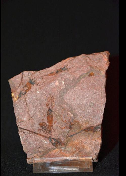 Fossiele Crinoïden - Op matrix - Ascocystites sp. - 11.521, Antiek en Kunst, Curiosa en Brocante, Ophalen of Verzenden