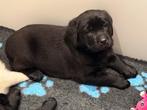 Zwarte en Blonde Labrador pups beschikbaar, Dieren en Toebehoren, Honden | Retrievers, Spaniëls en Waterhonden, België, Fokker | Hobbymatig