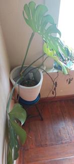 Monstera plant redelijk groot., Huis en Inrichting, Kamerplanten, Ophalen of Verzenden