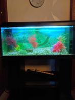 Aquariums tropicaux, Dieren en Toebehoren, Vissen | Aquaria en Toebehoren, Ophalen, Gebruikt, Leeg aquarium