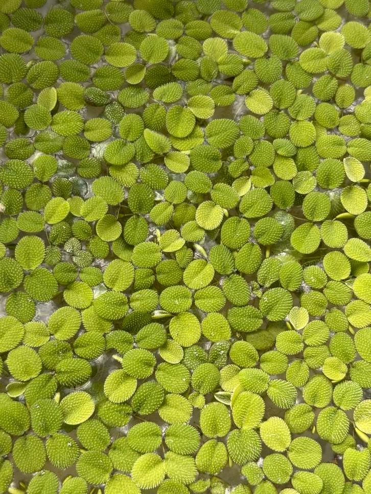Salvinia Minima - kleine vlotvaren - drijvende waterplant, Dieren en Toebehoren, Vissen | Aquaria en Toebehoren, Nieuw, Plant(en), Steen of Hout