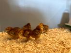 Jonge tamme Rhode Island Red kriel kuikens gesekst & ingeënt, Animaux & Accessoires, Volatiles, Femelle, Poule ou poulet
