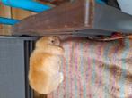 Zuiveras oranje minilop rammeke zeven maanden, Animaux & Accessoires, Lapins