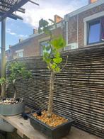 Bonsai, Tuin en Terras, Ophalen of Verzenden, Overige soorten