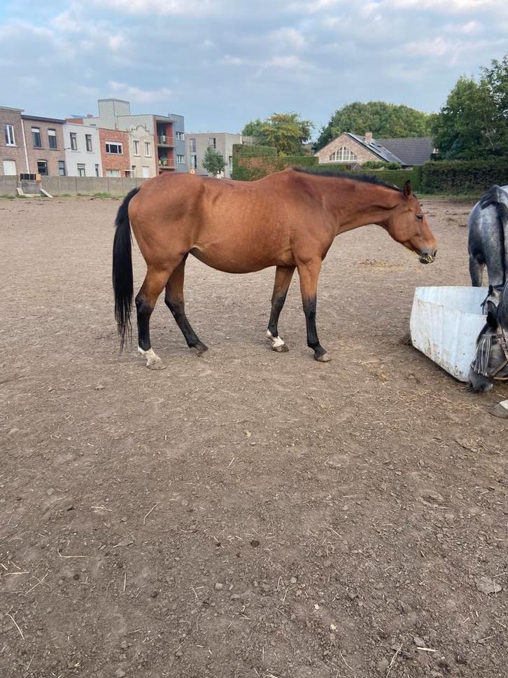 Drachtige fokmerrie, Dieren en Toebehoren, Paarden, Merrie, Z