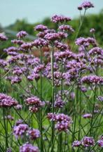 Verbena Bonariensis - Lollipop, Tuin en Terras, Volle zon, Vaste plant, Zomer, Ophalen