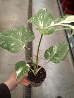 Monstera deliciosa thai constellation, Huis en Inrichting, Kamerplanten, Ophalen, Volledige schaduw, Overige soorten, In pot