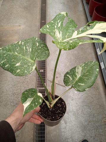 Monstera deliciosa thai constellation beschikbaar voor biedingen