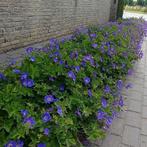 Geranium Rozanne, Tuin en Terras, Ophalen, Herfst, Vaste plant
