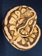 Koningspythons volwassen man en vrouw, Dieren en Toebehoren, Reptielen en Amfibieën, Slang, Tam, 7 tot 10 jaar