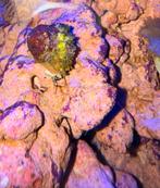 Zee-aquarium slak Turbo fluctuosa, Slak of Weekdier, Zoutwatervis