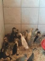 loopeenden, Dieren en Toebehoren, Pluimvee, Meerdere dieren, Eend