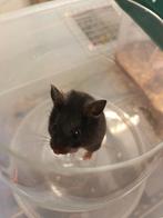 Goudhamster pups gbd 18.10.25, Dieren en Toebehoren, Knaagdieren, Hamster, Meerdere dieren, Tam, Oktober