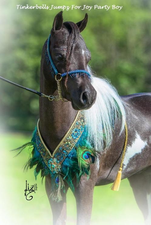 Presentatie set miniatuurpaardjes, Dieren en Toebehoren, Paarden en Pony's | Hoofdstellen en Tuigage, Zo goed als nieuw, Overige soorten