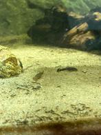 Borstelneus pleco, Dieren en Toebehoren, Vissen | Aquariumvissen