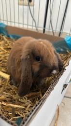 Dwergkonijn hangoor Bruin rammelaar, Dieren en Toebehoren, Konijnen, Hangoor