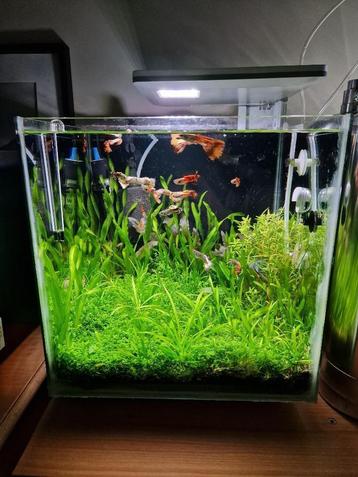 Complete aquarium 30L  beschikbaar voor biedingen