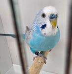 Grasparkieten, Dieren en Toebehoren, Geringd