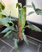 Philodendron Mexicanum, Ophalen