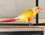 CONURE  APPRIVOISER EAM Mâle 2025, Dieren en Toebehoren