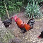 Broedeieren marans zwart koperhals, Dieren en Toebehoren