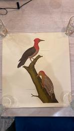 Kavel van 6 ornithologieposters voor exotische vogels, Dier of Natuur, Gebruikt, A1 t/m A3, Rechthoekig Staand
