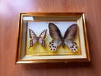 2 opgezette vlinders achter glas, Verzamelen, Dierenverzamelingen, Opgezet dier, Gebruikt, Ophalen, Insect