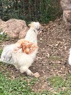 Zijdehoenders haantjes gratis, Dieren en Toebehoren