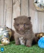 Chiot de Poméranie/Chiot pygmée/pompon / petit loulou, Loulou, Plusieurs, Parvovirose, Belgique