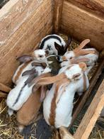 Nest reuzevlinders, Dieren en Toebehoren, Konijnen, Meerdere dieren, Groot, 0 tot 2 jaar