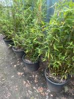 Fargesia, Tuin en Terras, Ophalen