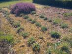 Sedum ‘Herbstfreude ‘ (Hemelsleutel) - lot van 50 stuks, Tuin en Terras, Ophalen