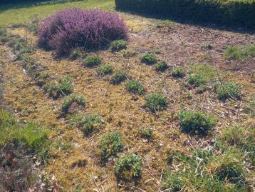 Sedum ‘Herbstfreude ‘ (Hemelsleutel) - lot van 50 stuks beschikbaar voor biedingen