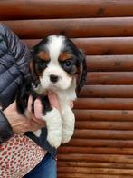 Cavalier King Charlers pups, Dieren en Toebehoren, Honden | Retrievers, Spaniëls en Waterhonden, België, 8 tot 15 weken, CDV (hondenziekte)