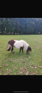 Shetlander merrie, Dieren en Toebehoren, Merrie