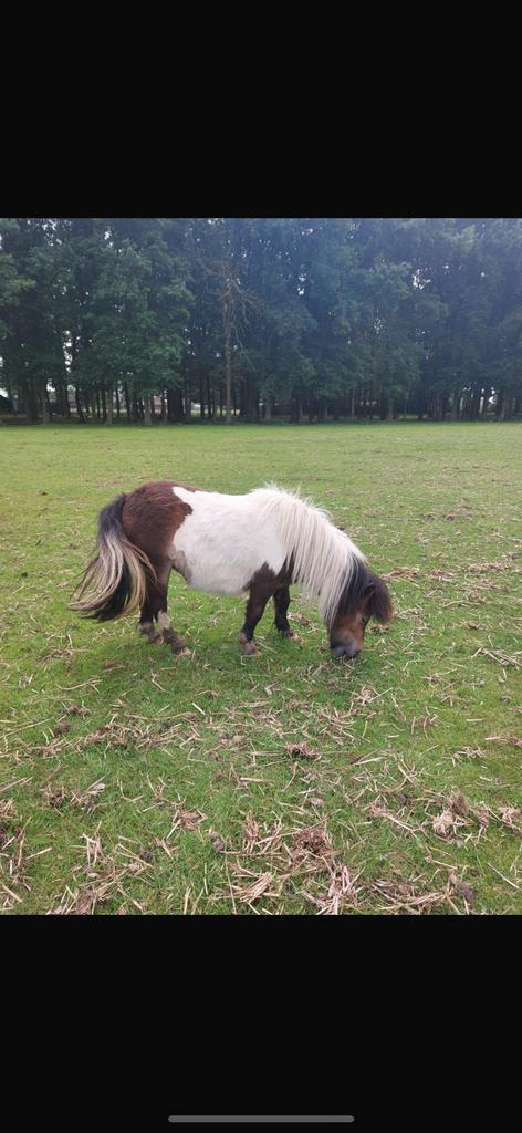 Shetlander merrie, Dieren en Toebehoren, Pony's, Merrie