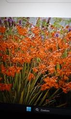 vaste plant montbretica croscosmia, Tuin en Terras, Planten | Tuinplanten, Ophalen, Zomer, Vaste plant