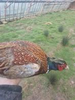 Bosfazant haan, Dieren en Toebehoren, Pluimvee, Mannelijk, Overige soorten