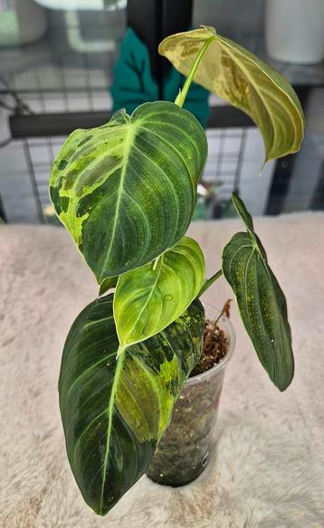  Philodendron Melanochrysum Variegated  beschikbaar voor biedingen