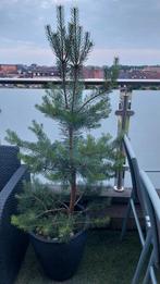 2 magnifieke arbres de Noël, Jardin & Terrasse, Plantes | Arbres, En pot, Printemps, Enlèvement, 100 à 250 cm