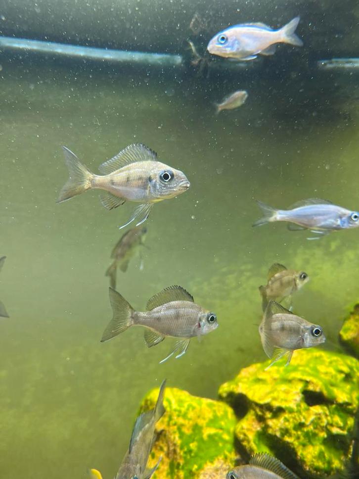 Ophthalmotilapia Ventralis Tanganyika meer, Dieren en Toebehoren, Vissen | Aquariumvissen, Zoetwatervis, Vis, Schoolvis
