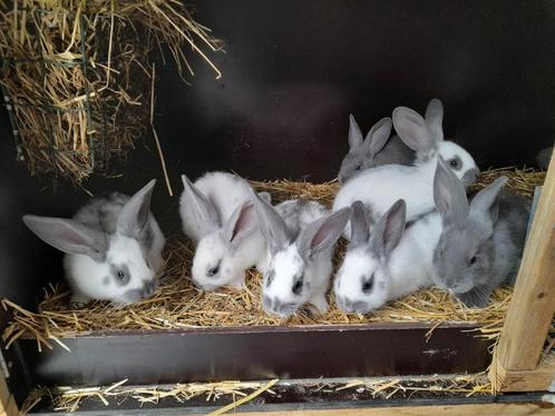 Nest van 7 vleeskonijnen, Dieren en Toebehoren, Konijnen, Groot, Meerdere dieren, 0 tot 2 jaar
