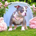 Prachtige American Bully pups ( laatste 3 teefjes ), Dieren en Toebehoren, Honden | Bulldogs, Pinschers en Molossers, België, 8 tot 15 weken