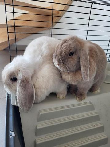 Ik verkoop konijnen. Twee vrouwtjes, 18 maanden oud, plus ee, Dieren en Toebehoren