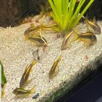 Corydoras  gold lazer  2 cm, Dieren en Toebehoren, Vissen | Aquariumvissen