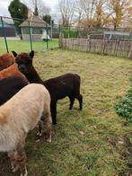 Gezelschaps Alpaca, Dieren en Toebehoren